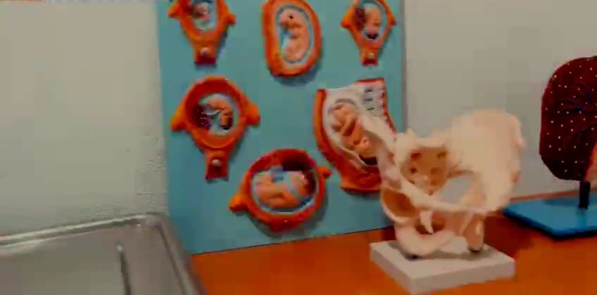 Models of fetal development