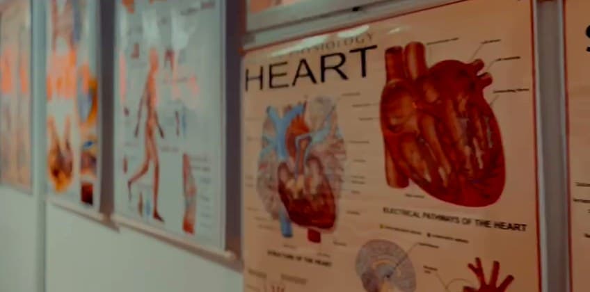 Physiology charts of the heart