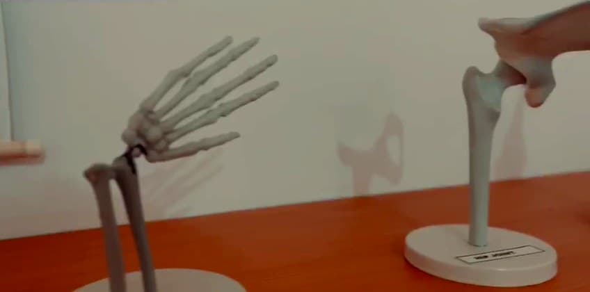 Skeletal models of the hand and knee
