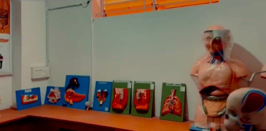 Human torso and organ models